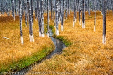 Wyoming photography spots - Tangled Creek “Bobby Socks” Trees