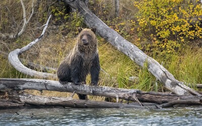 photography locations in British Columbia - Grizzly Bears of Chilko