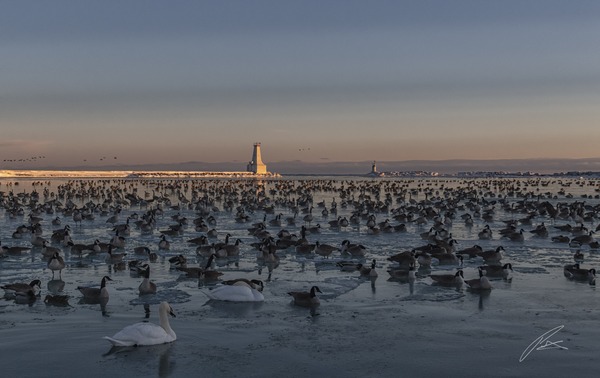 Winter crowds in the bay, Cobourg Lighthouse