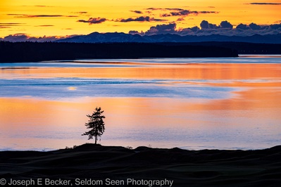 photo spots in United States - Lone Fir, Chambers Bay