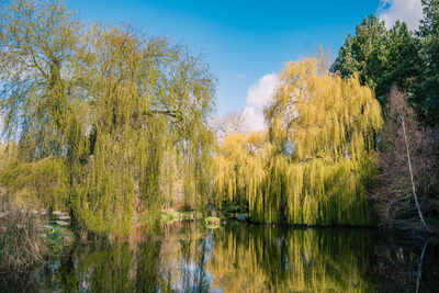photo locations in Norfolk - Gooderstone Water Gardens