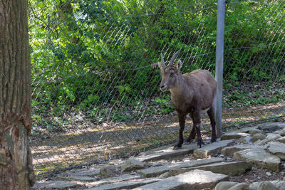 photos of Geneva - Zoo de la Batie