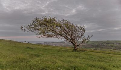 England photography spots - Elegant tree.