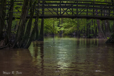 South Carolina photography spots - Congaree National Park - Cedar Creek