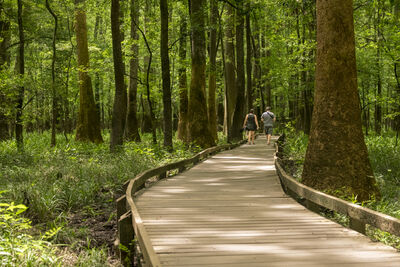 South Carolina instagram spots - Congaree National Park - Boardwalk Trail