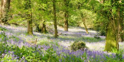 photo spots in England - Bloxworth Woodland