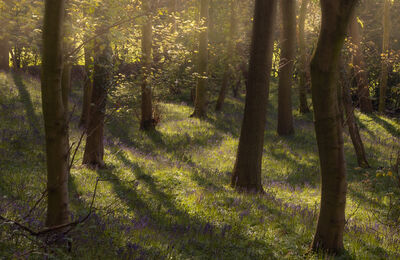 photography locations in England - Houghall Woods