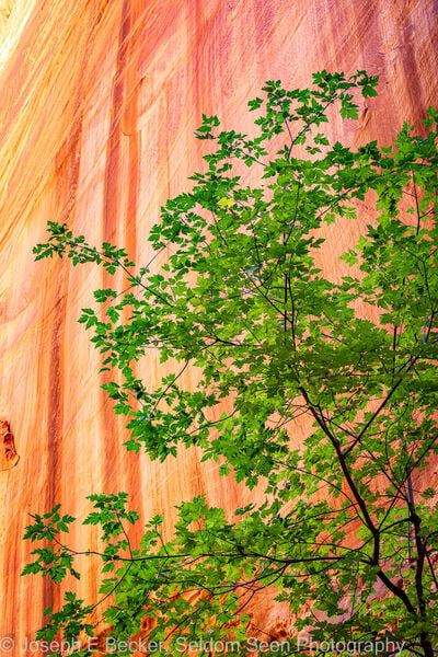 photo spots in Utah - Singing Canyon
