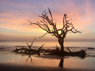 United States photo spots - Driftwood Beach, Jekyll Island