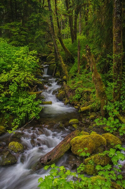 Washington photography locations - Inner Creek within Quinault Rainforest