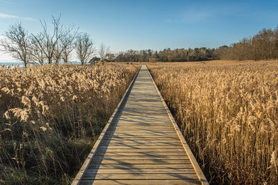 Field of reed with wooden walkway