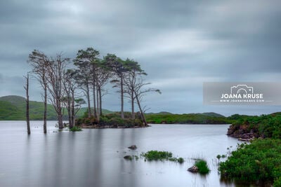 Pine Tree Islands, Loch Assynt