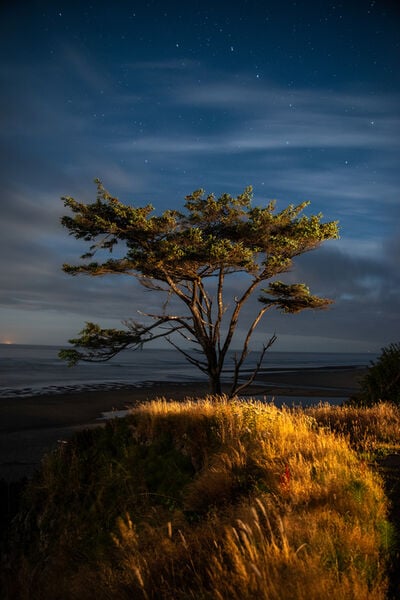 United States photography spots - Lone Tree at Kalaloch Lodge