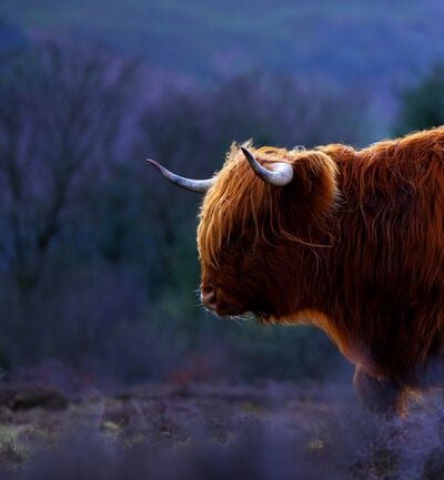 Wales photo locations - Manmoel Highland Cows