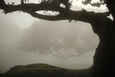 images of Madeira - Fanal Laurisilva Forest 