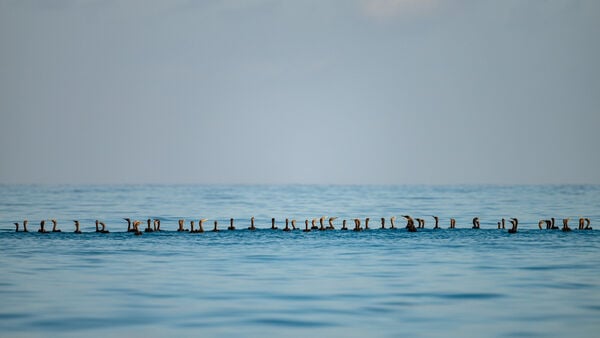 Shoab Beach, Socotra cormorants