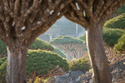Photographing Socotra Island - Firmihin Forest