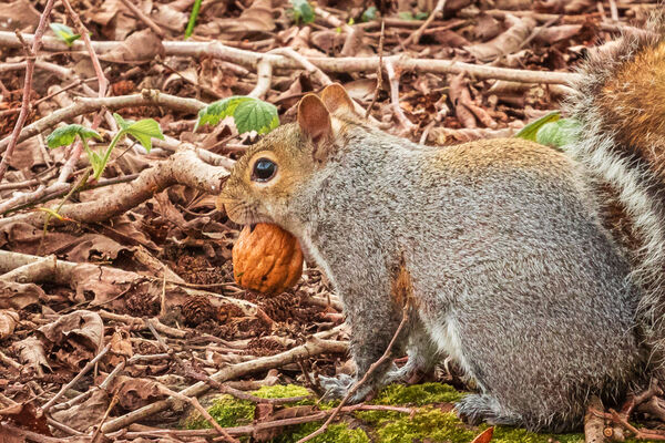 A very happy squirrel, carrying a walnut. 