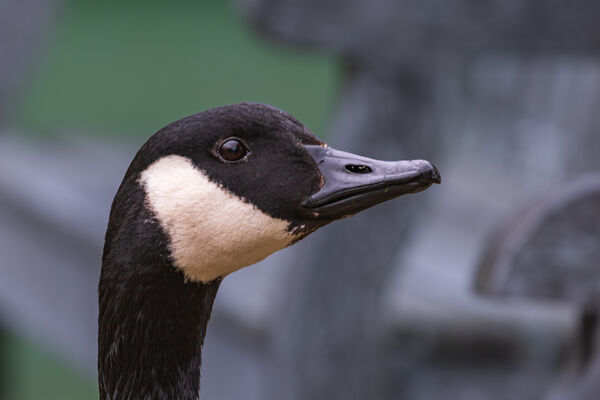 Canada goose - very much in charge. 
