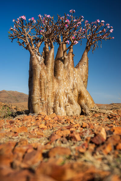 Socotra Island photography guide
