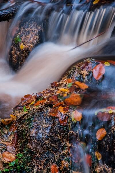 Wyming Brook Autumn Abstract