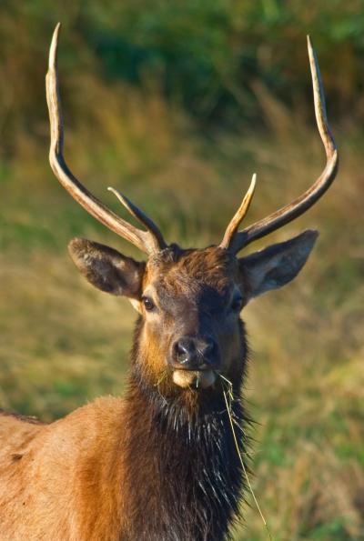 United States photo spots - Dean Creek Elk Viewing Area