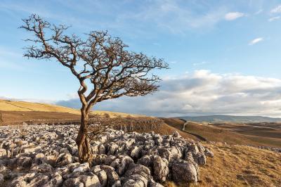 images of The Yorkshire Dales - Conistone Pie
