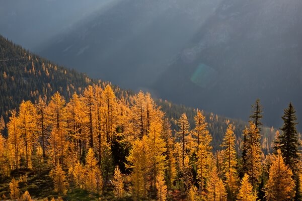 Early Morning Light on Larch