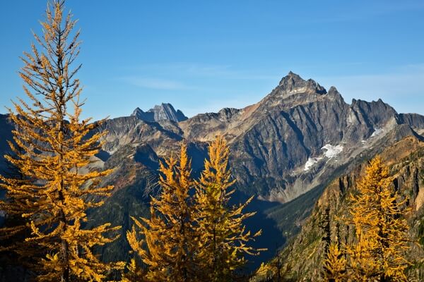 Larch Trees at Cutthroat Pass