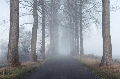 Somerset photography locations - Tree Lined Rd on Somerset Levels