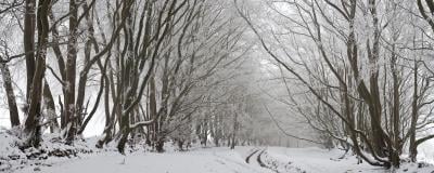 instagram locations in England - Quantock Hills – Avenue of Trees