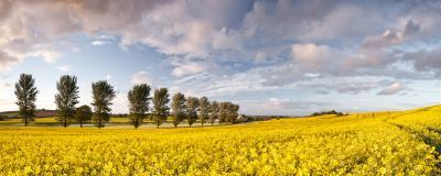 Rapeseed Fields with Rope Swing