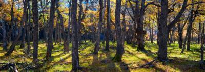 photos of Patagonia - EC - Beech Forests