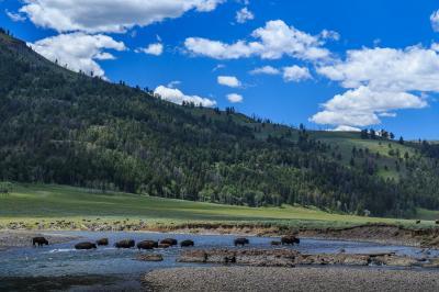 images of Yellowstone National Park - Lamar River/Valley