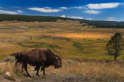 images of Yellowstone National Park - Hayden Valley