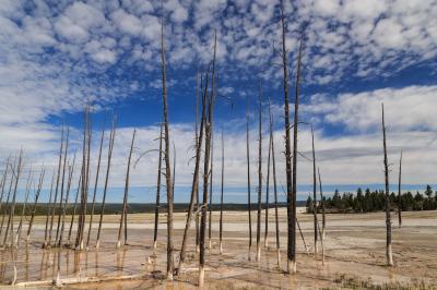 photos of Yellowstone National Park - FPP - “Bobby Socks” Trees 