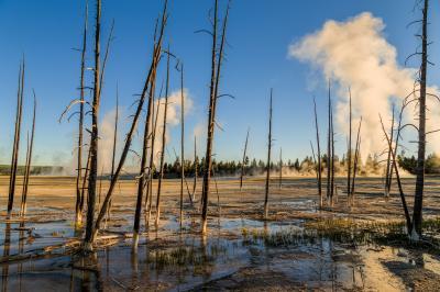 images of Yellowstone National Park - FPP - “Bobby Socks” Trees 