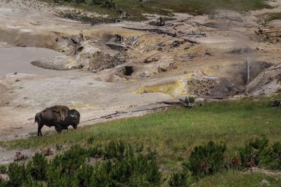 pictures of Yellowstone National Park - Mud Volcano Area (MVA) General