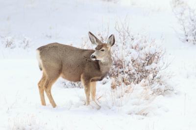 photography locations in Colorado - Wildlife - Mule Deer