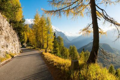 Slovenia photos - Alpine Road & Larch Trees