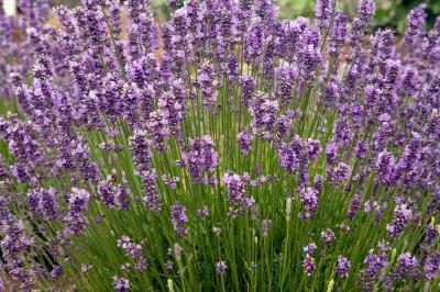 images of Olympic National Park - Sequim Lavender Fields
