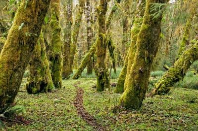 images of Olympic National Park - Sams River Trail
