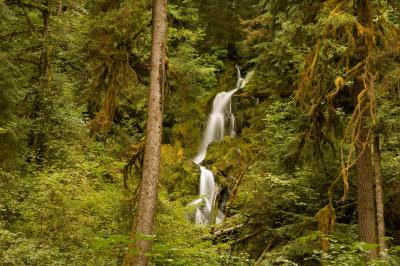 photography locations in Olympic National Park - Hoh River Trail