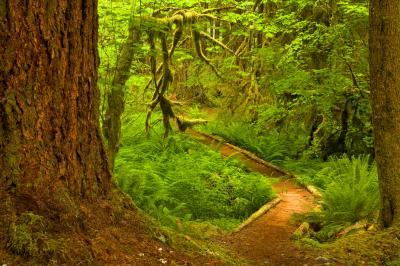 Washington instagram spots - Ancient Groves Nature Trail