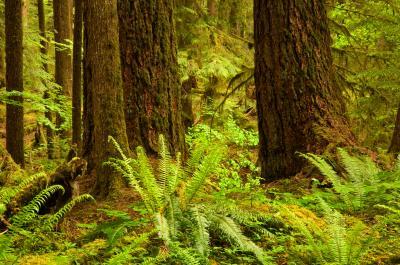photos of Olympic National Park - Ancient Groves Nature Trail