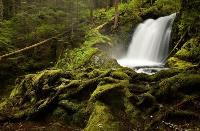 photos of Olympic National Park - Boulder River Trail