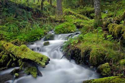 pictures of Olympic National Park - Elwha River Trail