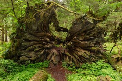 pictures of Olympic National Park - Enchanted Valley