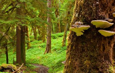 images of Olympic National Park - Enchanted Valley