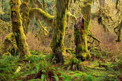 photos of Olympic National Park - Hall of Mosses
